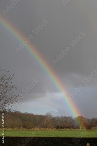 a rainbow envelops a tree.