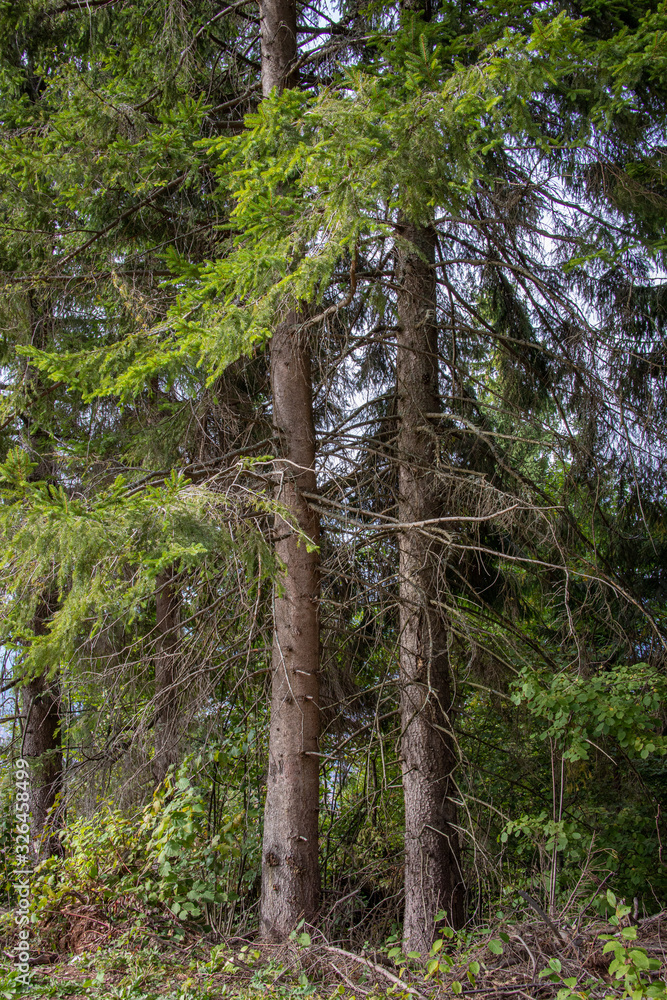 Obraz premium Mountain road near Pine Trees in a Forest