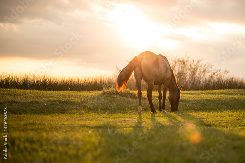 horse on a pasture at sunset