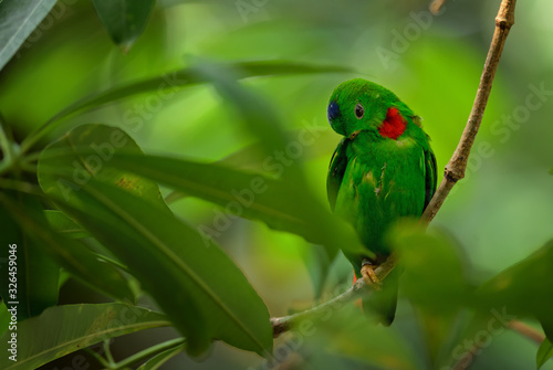 Blue-crowned Hanging-parrot - Loriculus galgulus, beautiful green and red small parrot from Eastern Asian forests and woodlands, Malaysia.