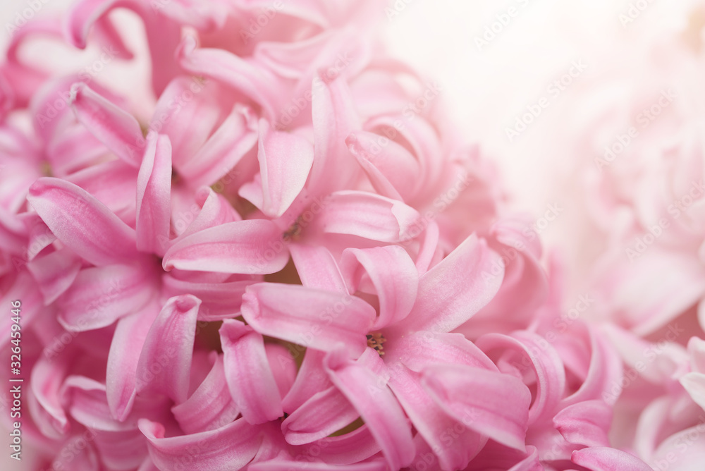 Macro closeup view of Hyacinth Pink Spring flowers on light pink background. Texture. concept of holiday, celebration, women day. Mother day