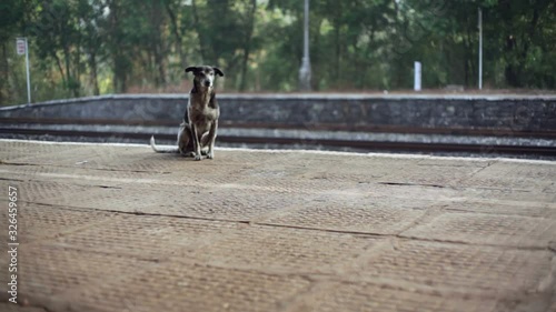 Lonely street dog waits at train station platform, long shot