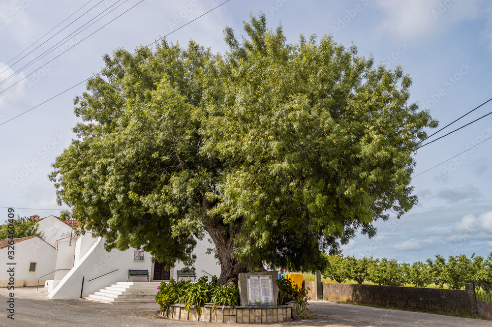 Fototapeta premium Árvore