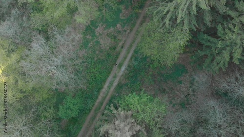 Aerial top down push in on trail road diagonally through pinewood forest man centered standing still photo