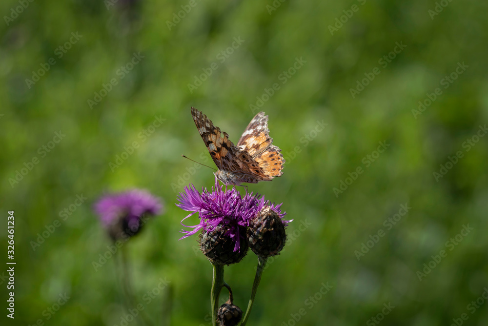 Skabiosen - Flockenblume mit Schmetterling Skabiosen - Flockenblume mit Schmetterling