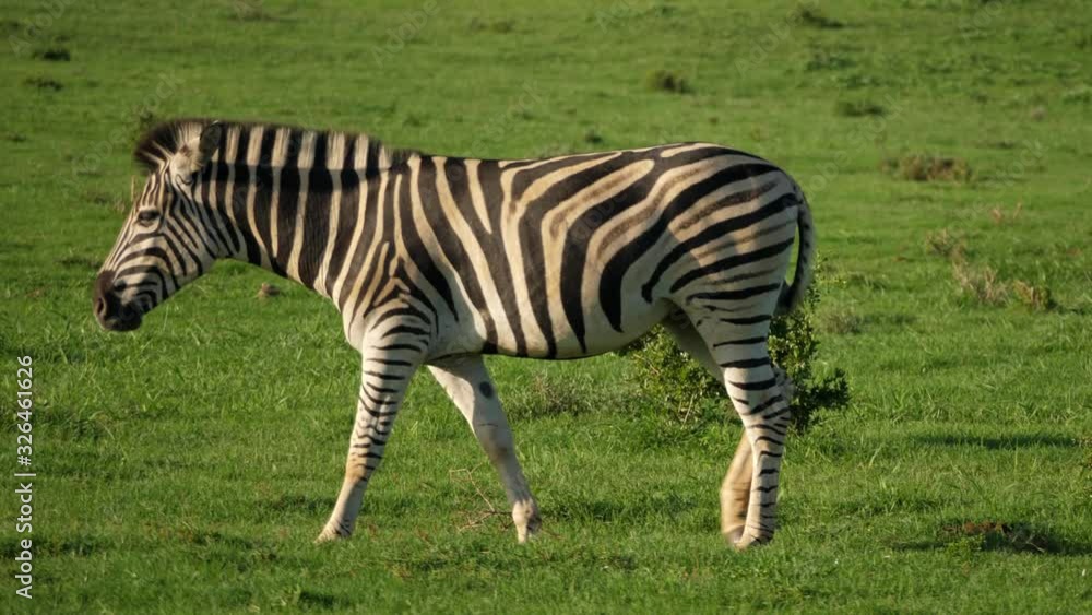 Cinematic tracking shot of a lone zebra lightly galloping through luscious green grasslands.