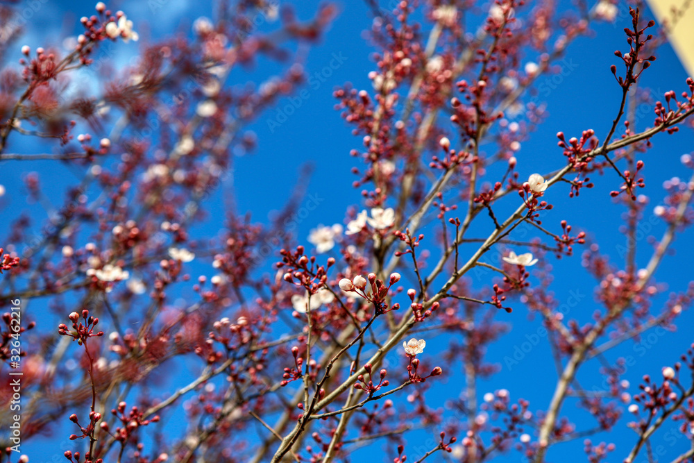 Arriva la primavera: delicati fiori bianchi di Prunus (detto anche mirabolano o marusticano) appena sbocciati, su un cielo azzurro intenso Arriva la primavera: delicati fiori bianchi di Prunus (detto anche mirabolano o marusticano) appena sbocciati, su un cielo azzurro intenso
