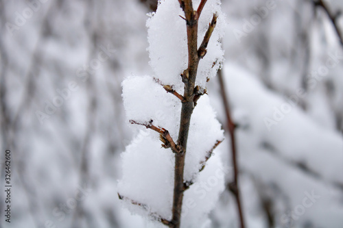 A branch with kidneys is wrapped in a fluffy snow blanket in the winter cold