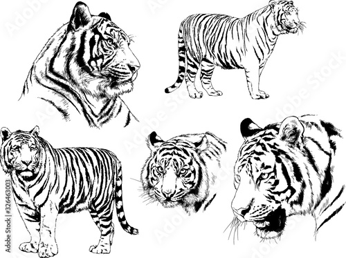 set of vector drawings on the theme of predators tigers are drawn by hand with ink tattoo logos