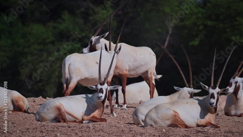 Herd of Oryx in Qatar resting on the farm in Qatar photo