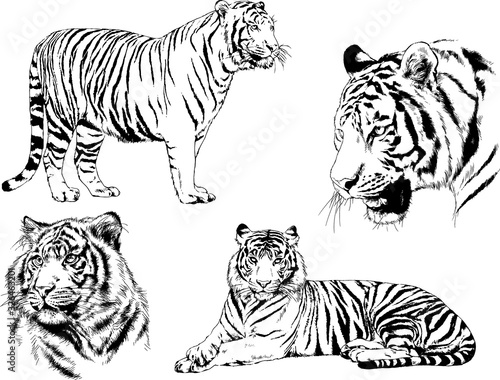 set of vector drawings on the theme of predators tigers are drawn by hand with ink tattoo logos