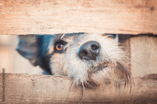 portrait of a dog