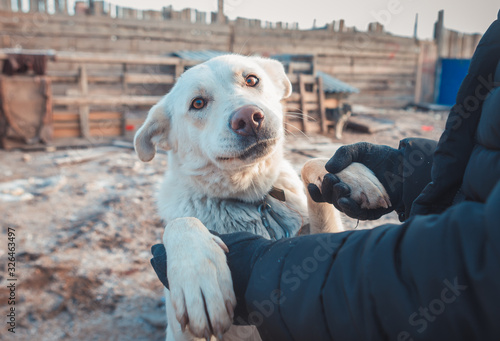 homeless dogs in a shelter