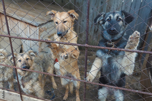 homeless dogs in a shelter
