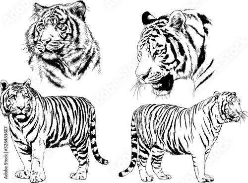 vector drawings sketches different predator   tigers lions cheetahs and leopards are drawn in ink by hand   objects with no background