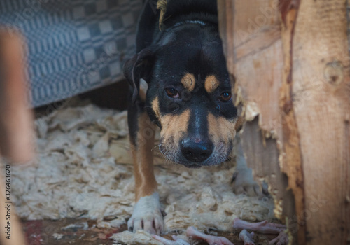 homeless dogs in a shelter