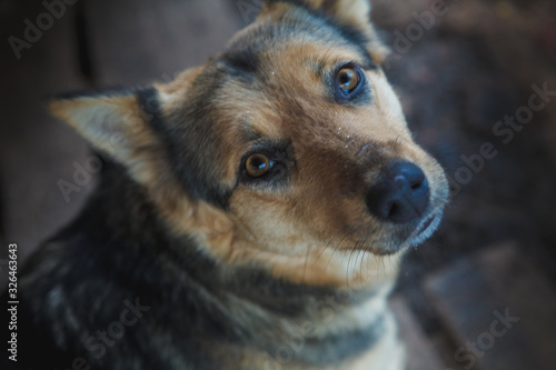 homeless dogs in a shelter