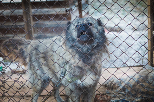 homeless dogs in a shelter