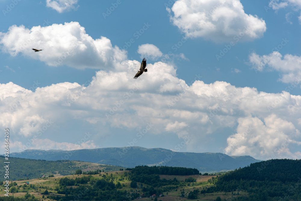Large Bird Griffon Vulture Large Bird Griffon Vulture