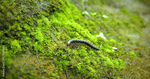 Incredible 4K clip of a millipede crawling across a moss covered rock in a jungle in Australia. Extreme close up of the insect's legs moving as it crawls along. Clip contains, macro, millipede, moss. photo