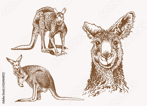 Graphical vintage set of kangaroo , vector sepia illustration