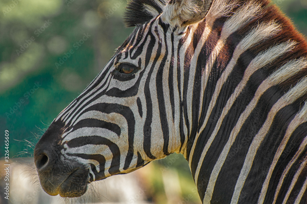 Naklejka premium Steppenzebra