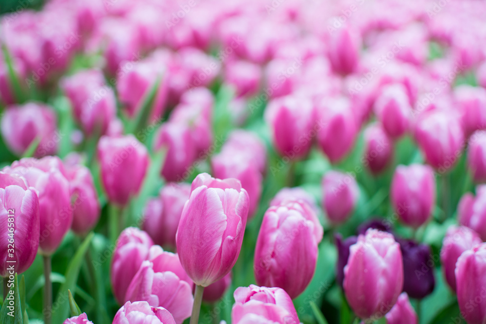 Fototapeta premium Field of pink tulips