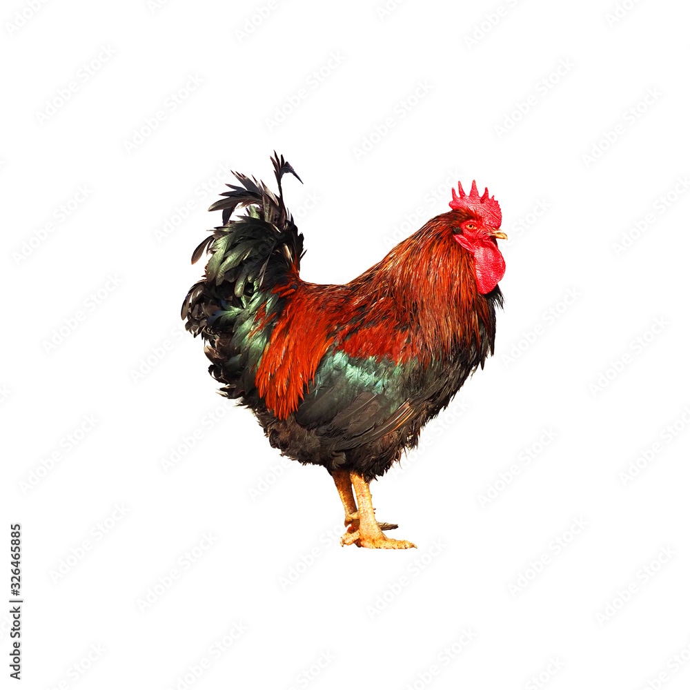Fototapeta premium Colorful red cock with black and green tail. Rooster isolated on white background