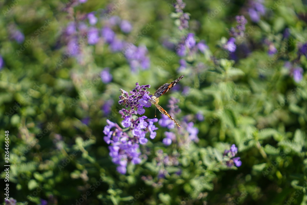 Painted lady moth butterfly feeds on purple catnip flowers Painted lady moth butterfly feeds on purple catnip flowers