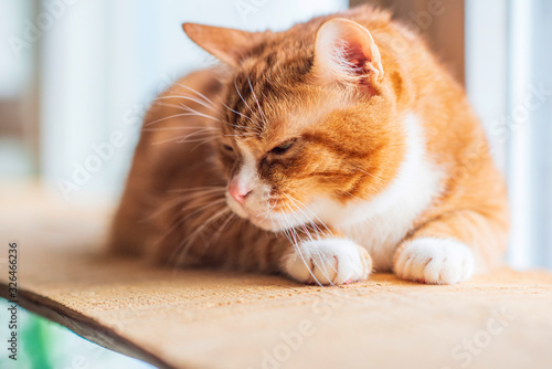 Wallpaper Mural Red cat lies on a wooden windowsill. Photographed close-up. Torontodigital.ca