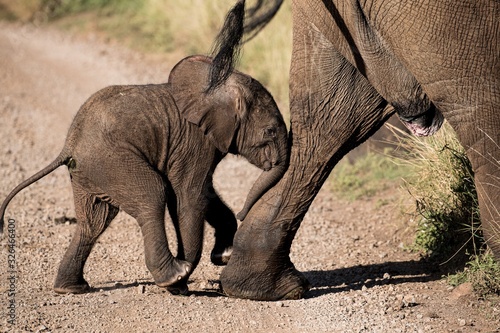 Elephants