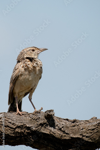 Red-winged Lark (mirafra hypermetra) photo