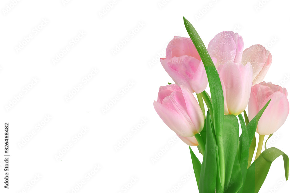 Tulips isolated on a white background. Close-up. Place for text. Tulips isolated on a white background. Close-up. Place for text.