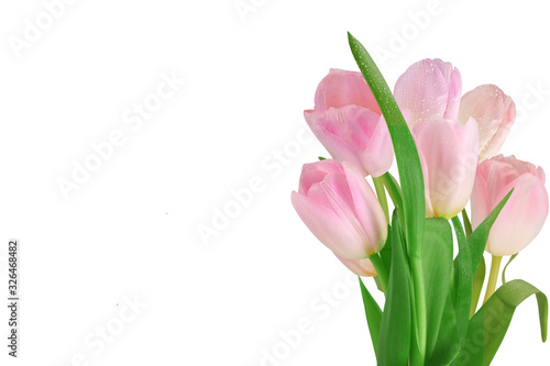Tulips isolated on a white background. Close-up. Place for text.