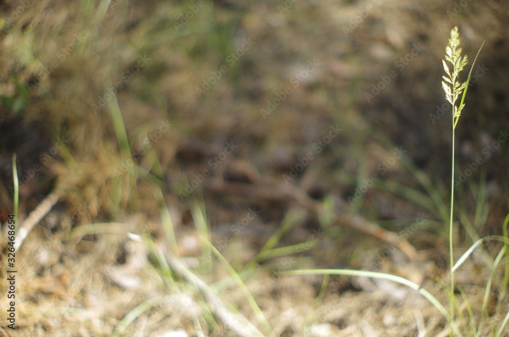 spikelet in the meadow spikelet in the meadow