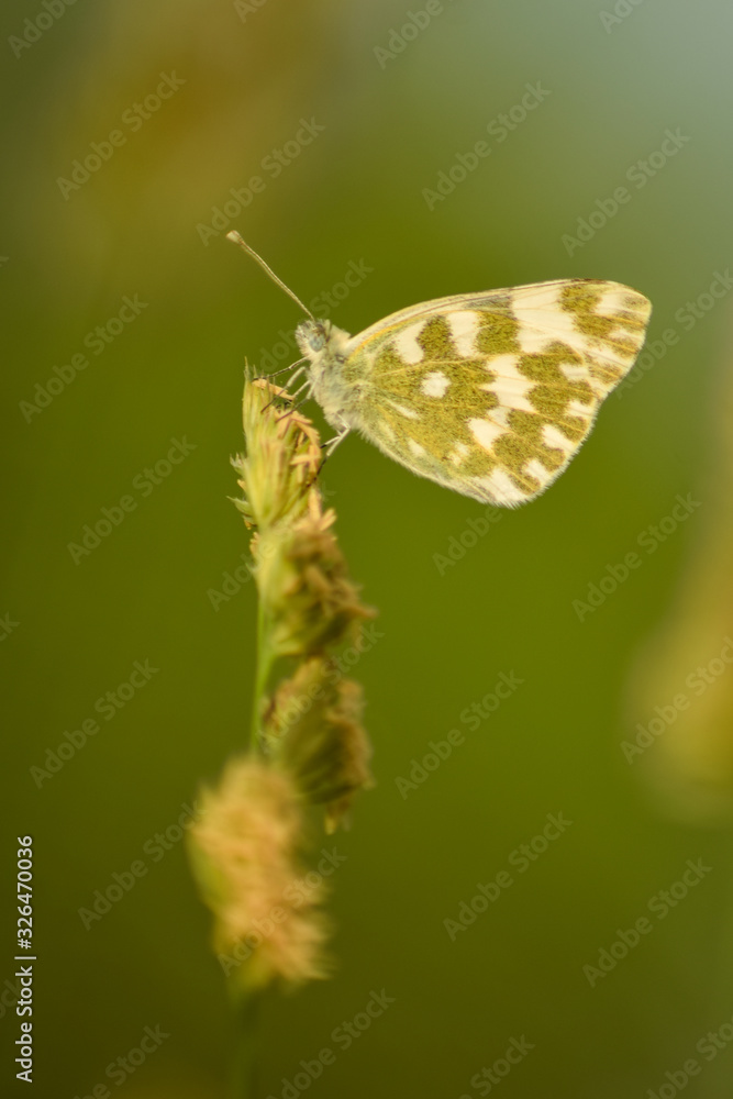 Butterfly on leaf in wildlife