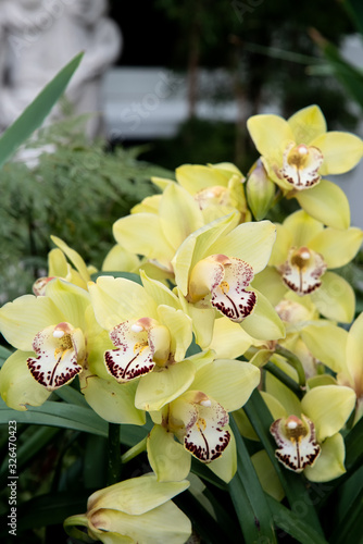Yellow boat orchids in blooming in botanical garden