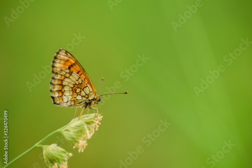 Butterfly on leaf in wildlife