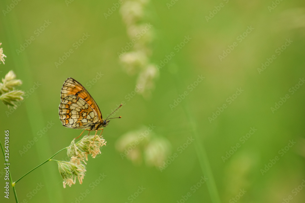 Butterfly sitting on leaf wildlife insects Butterfly sitting on leaf wildlife insects