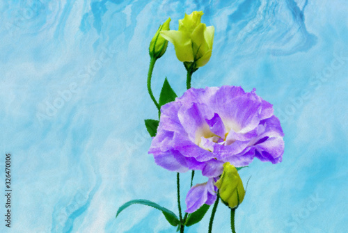 Blue lisianthus flower,digital watercolor