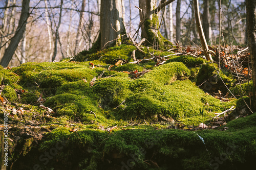 forest with green moss on the ground in the sunlight