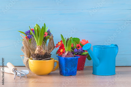 Spring gardening still life. Various spring flowers in pot, watering can and gardening equipment on blue paint wooden background. Space for text © stsvirkun