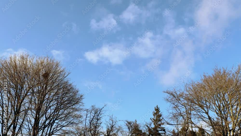 Gorgeous view of tree top on blue sky with white clouds background. Beautiful spring nature backgrounds. Gorgeous view of tree top on blue sky with white clouds background. Beautiful spring nature backgrounds.