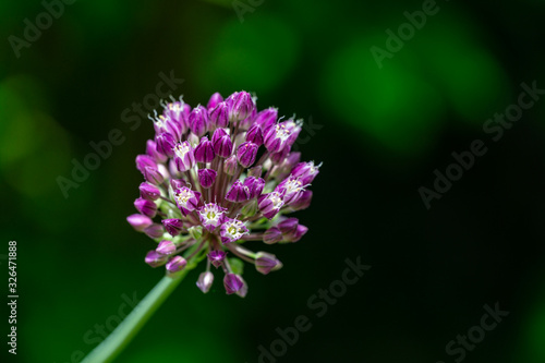 Violet flower ball of opening blooming decorative onion on dark green blurred nature greenery. Macro photo of lilac color Allium Flower with selective focus. There is place for text