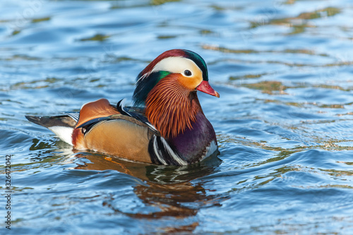 Portrait of adult male mandarin duck floating in water