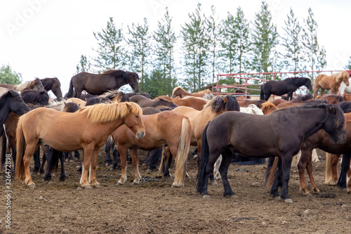 A large herd of horses on a farm in Iceland