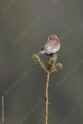 Northern pygmy owl photo