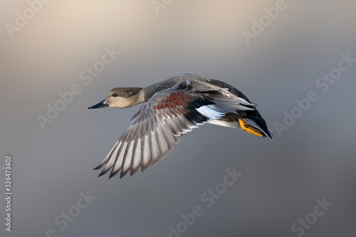 Papier peint Flying Gadwall duck