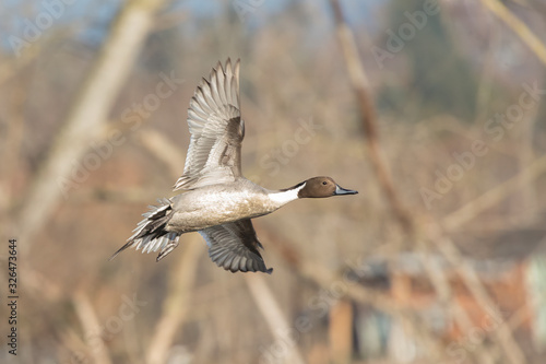 Northern pintail duck