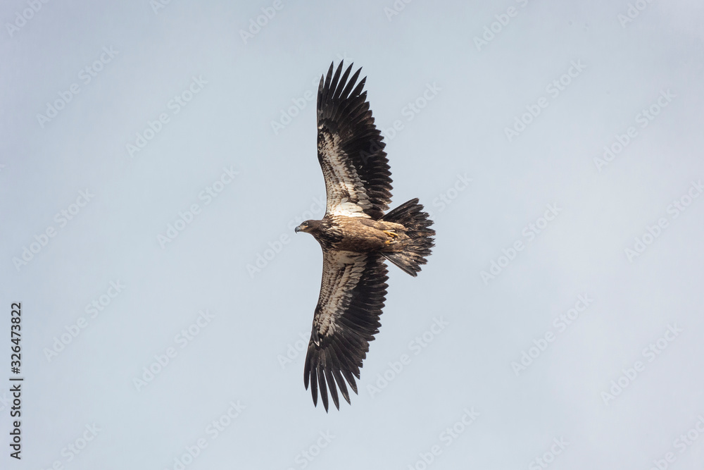 Fototapeta premium Flying juvenile Bald eagle